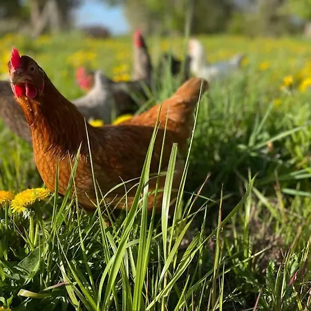 Ferienwohnung Eins Hof Himmelgrun Hotel *